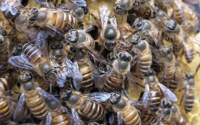 阿壩中蜂有哪些優點和缺點? 阿壩中蜂