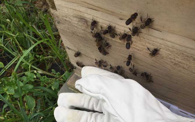 新手養蜂要掌握哪些技術? 新手養蜂