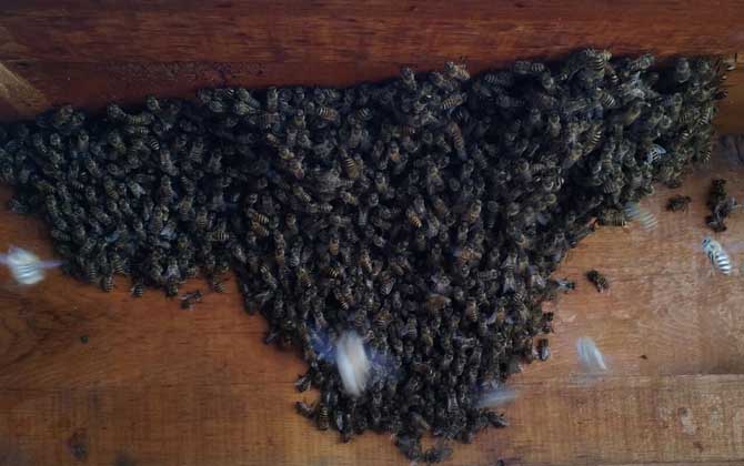 新手養蜂要掌握哪些技術? 新手養蜂