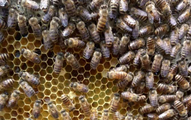 工蜂產卵群怎么處理才好? 工蜂產卵