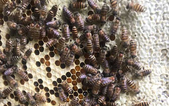 工蜂產卵會不會導致滅群? 工蜂產卵