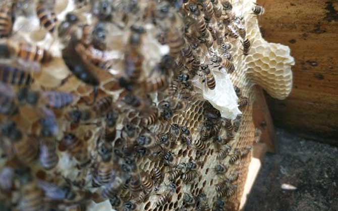 工蜂產卵可以育王嗎? 工蜂產卵