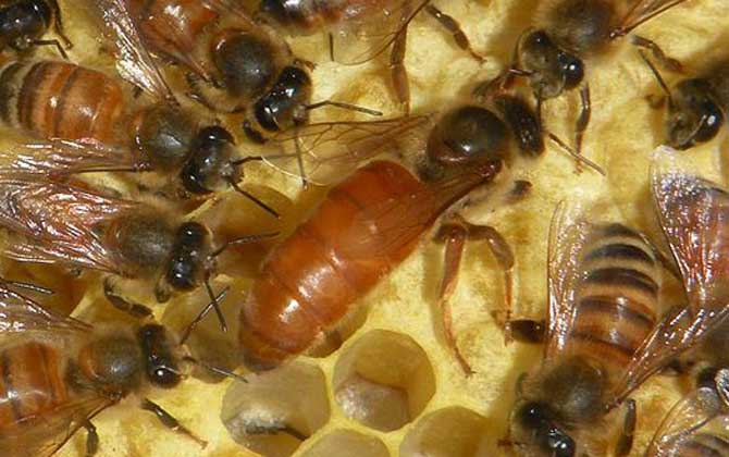 養(yǎng)蜂怎樣防止蜂王逃跑? 蜂王