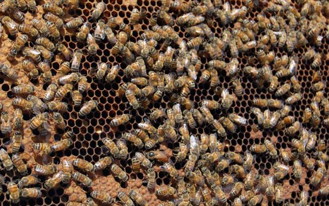 養(yǎng)蜂怎樣防止蜂王逃跑? 蜂王