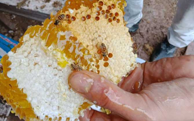 哪些人不適合養蜜蜂? 養蜂