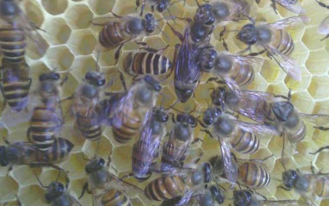 哪些人不適合養蜜蜂? 養蜂