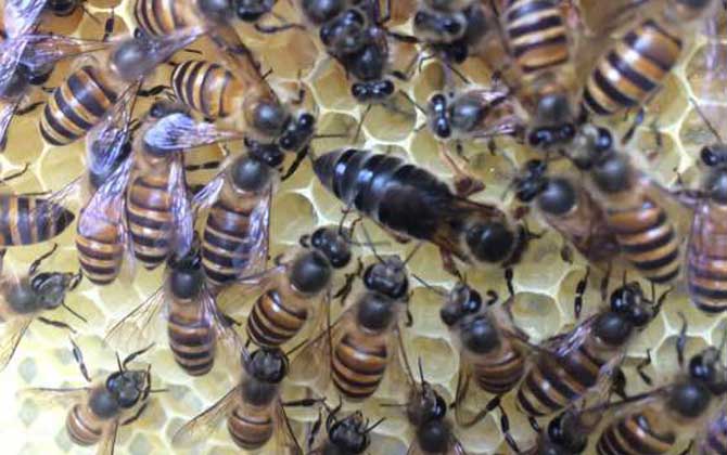 蜜蜂關(guān)幾天王