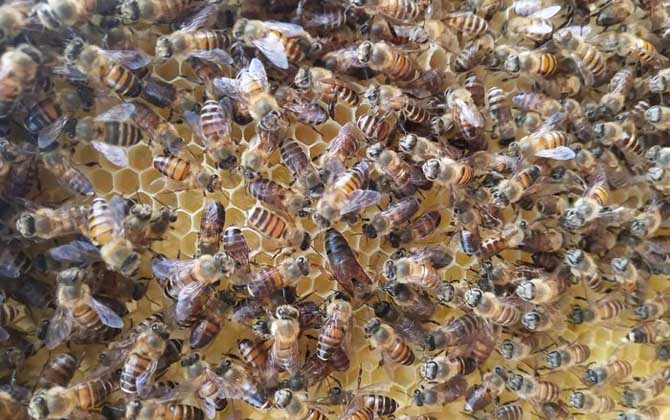 蜜蜂關(guān)幾天王