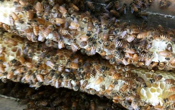 蜜蜂關(guān)幾天王