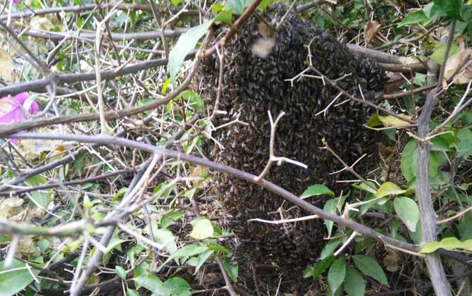 野生蜜蜂怎么抓到蜂王? 野生蜜蜂