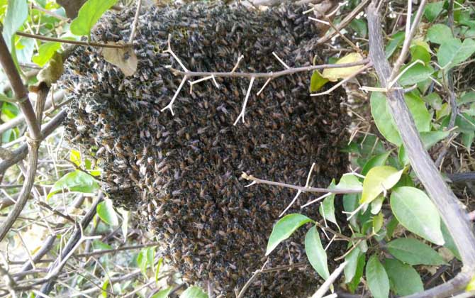 野生蜜蜂怎么抓到蜂王? 野生蜜蜂