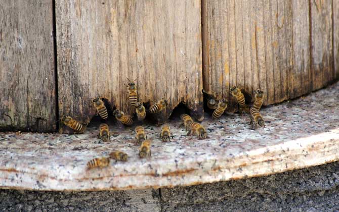 蜜蜂養殖的關鍵性技術 蜜蜂養殖