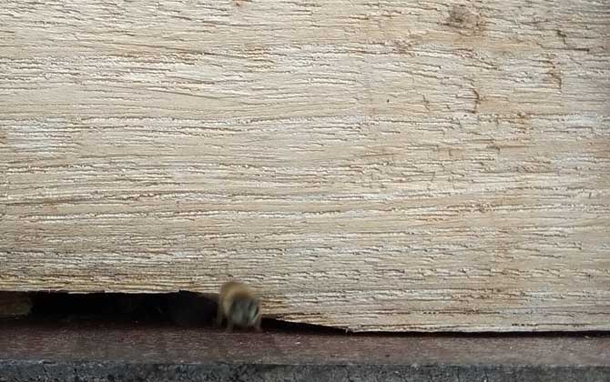 冬天蜜蜂出來飛怎么辦? 蜜蜂