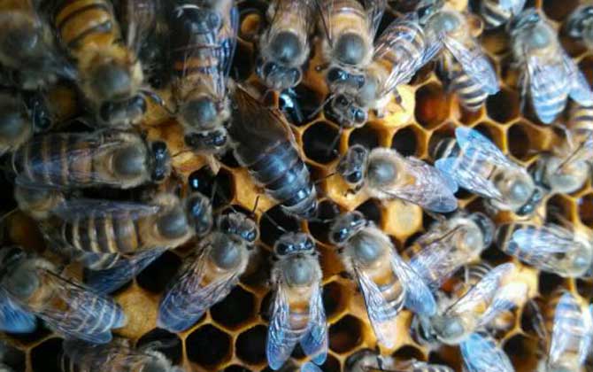 蜜蜂春繁為什么要緊脾? 蜜蜂春繁