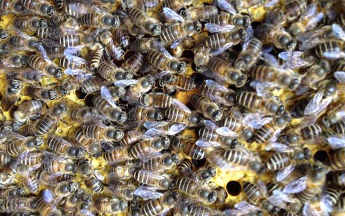 蜜蜂春繁時(shí)失王怎么辦? 蜜蜂春繁