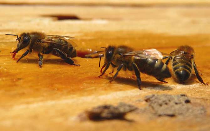 單獨養一只蜜蜂怎么養? 蜜蜂