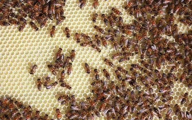 單獨養一只蜜蜂怎么養? 蜜蜂