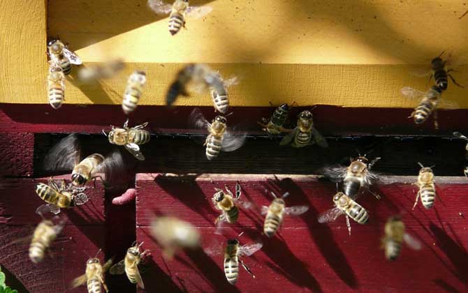 蜜蜂自然分蜂會飛多遠? 自然分蜂