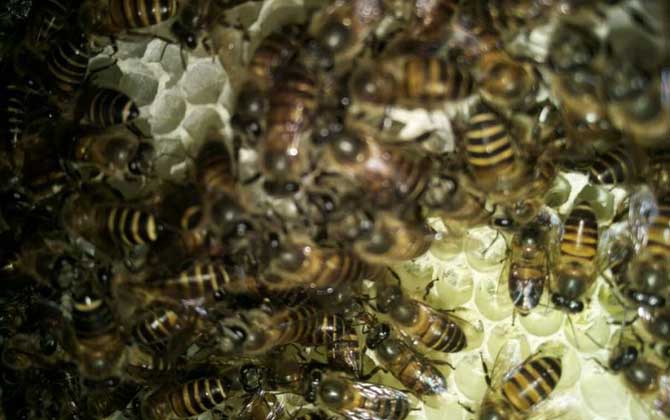 沒(méi)有蜂王怎么原地分蜂? 原地分蜂