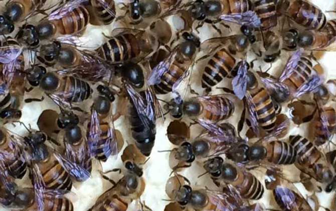 沒(méi)有蜂王怎么原地分蜂? 原地分蜂