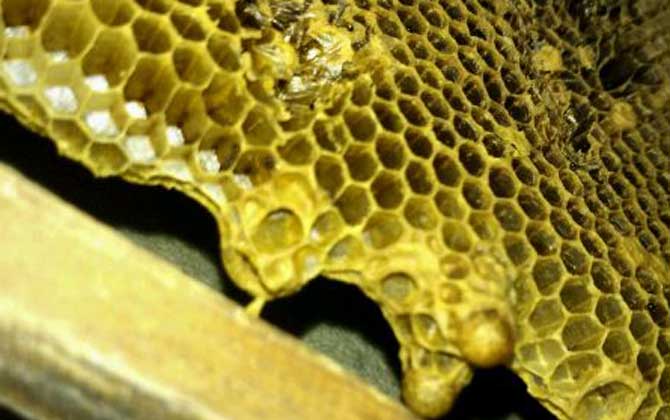 沒(méi)有蜂王怎么原地分蜂? 原地分蜂