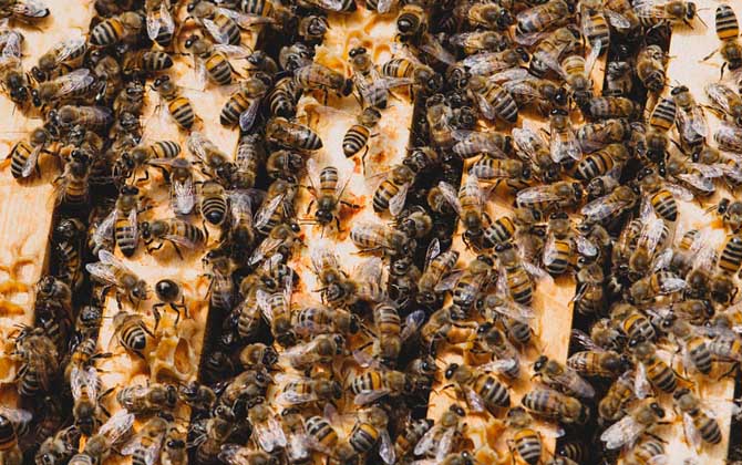 沒(méi)有蜂王怎么原地分蜂? 原地分蜂