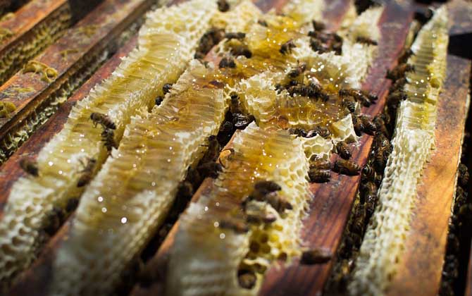 人工分蜂技術(shù)及注意事項(xiàng) 人工分蜂