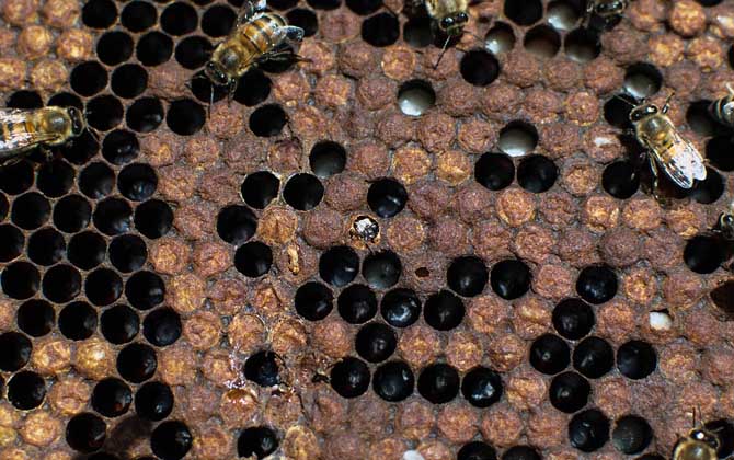 人工分蜂技術(shù)及注意事項(xiàng) 人工分蜂