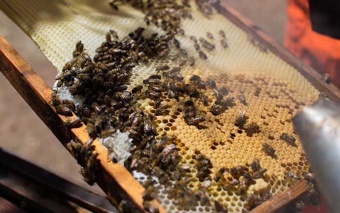 人工分蜂技術(shù)及注意事項(xiàng) 人工分蜂