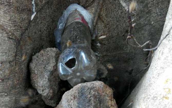 誘蜂高手是怎樣誘蜂的? 誘蜂