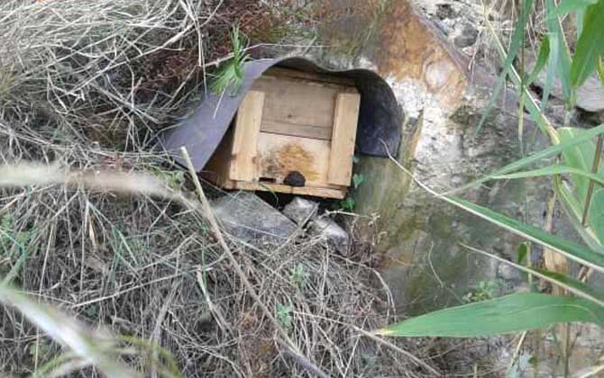 誘蜂洞好還是誘蜂箱好? 誘蜂