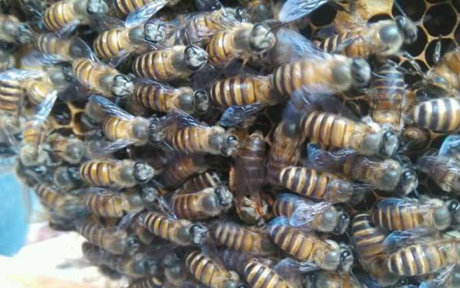 蜂太少如何快速繁殖起來? 蜜蜂繁殖