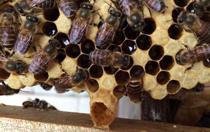 蜜蜂失王后怎樣造王臺? 王臺