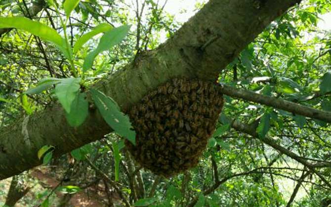 分蜂前幾小時預兆有哪些? 分蜂