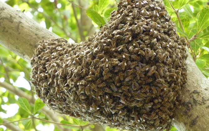 分蜂前幾小時預兆有哪些? 分蜂