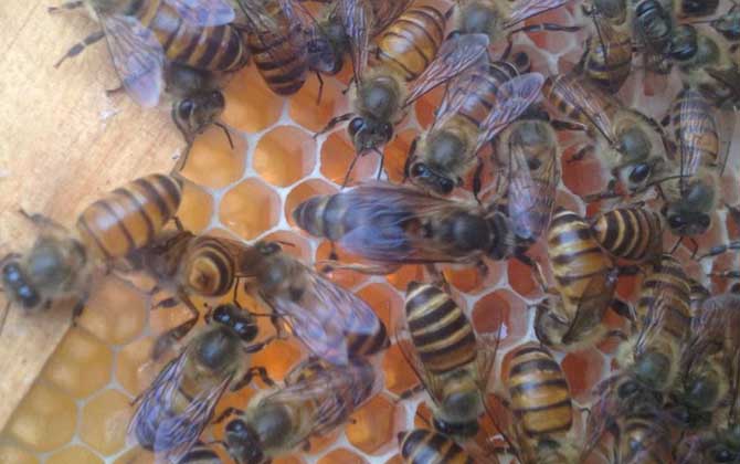 介王一般幾天可以放王? 介王