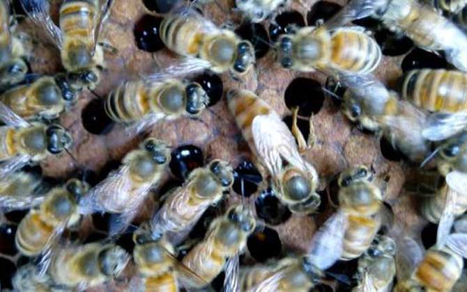 介王一般幾天可以放王? 介王