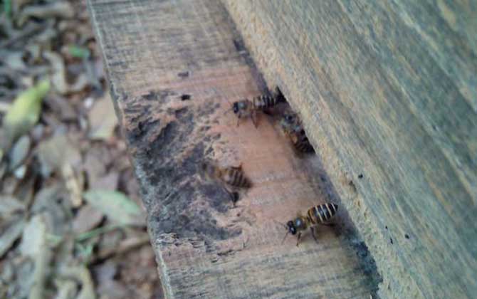 南方誘蜂方法及注意事項 誘蜂