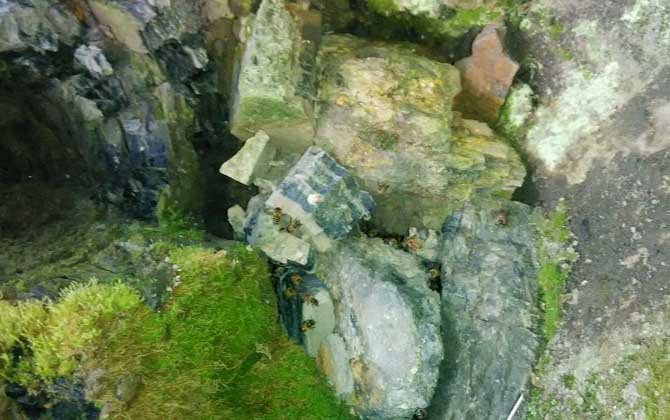 南方誘蜂方法及注意事項 誘蜂