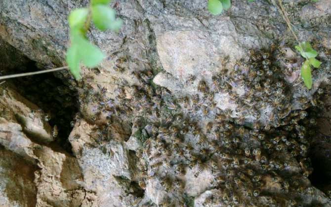 南方誘蜂方法及注意事項 誘蜂