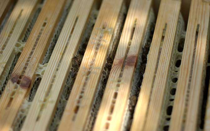 人工分蜂最佳時(shí)間及注意事項(xiàng) 人工分蜂