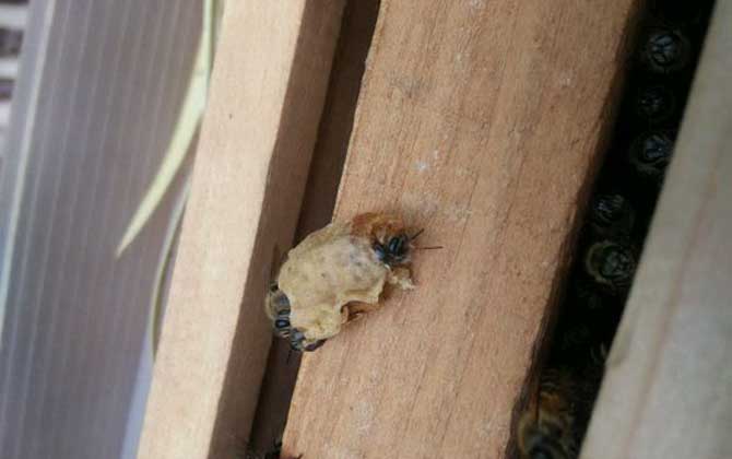 怎樣介入王臺最易成功? 王臺