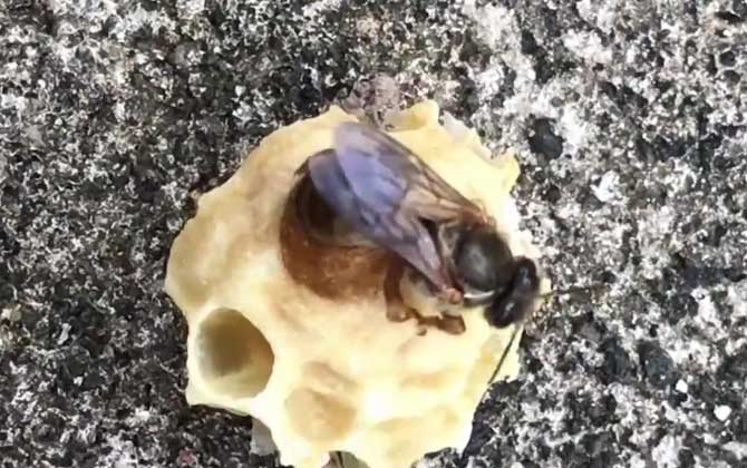 怎樣介入王臺最易成功? 王臺