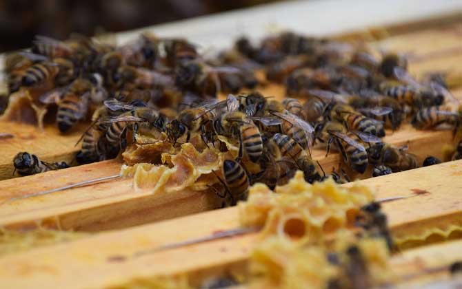 蜜蜂養殖十大忌諱是哪些? 蜜蜂養殖