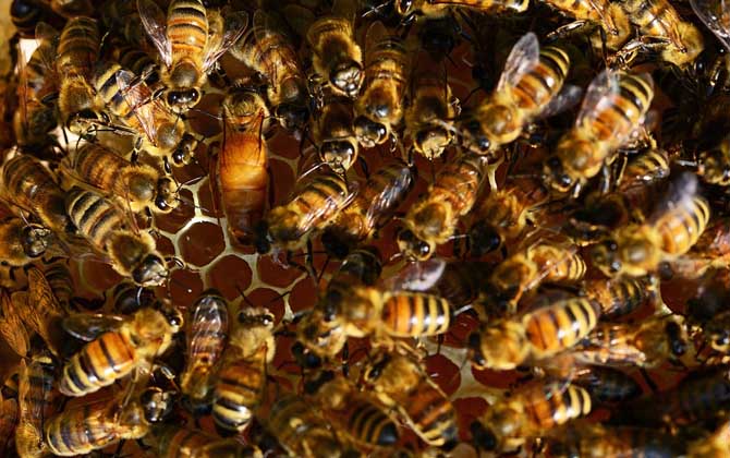 蜜蜂養殖十大忌諱是哪些? 蜜蜂養殖
