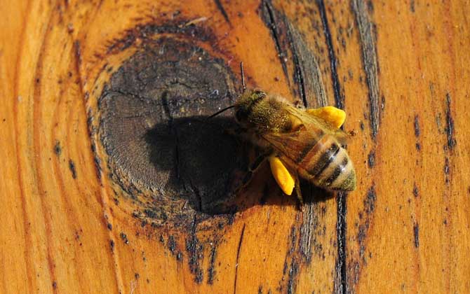 新手怎樣學養(yǎng)蜜蜂? 養(yǎng)蜂