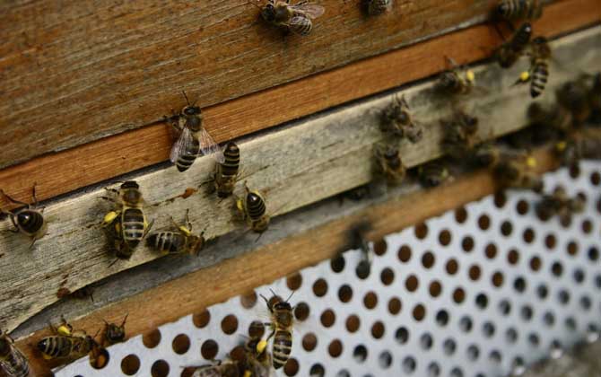 新手怎樣學養(yǎng)蜜蜂? 養(yǎng)蜂