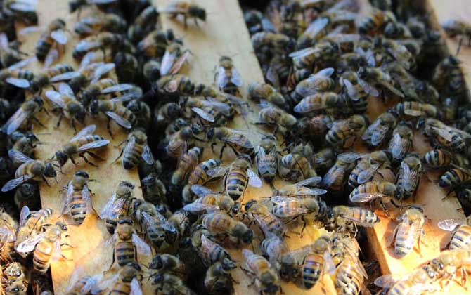 新手怎樣學養(yǎng)蜜蜂? 養(yǎng)蜂