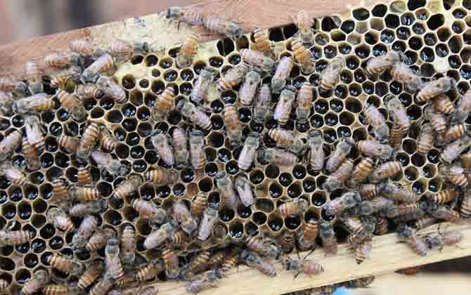 雙王群怎么上繼箱? 雙王群