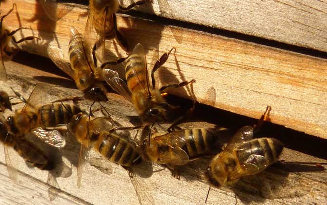 蜜蜂秋繁時(shí)間農(nóng)歷什么時(shí)候? 蜜蜂秋繁
